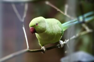 kecerdasan burung parkit