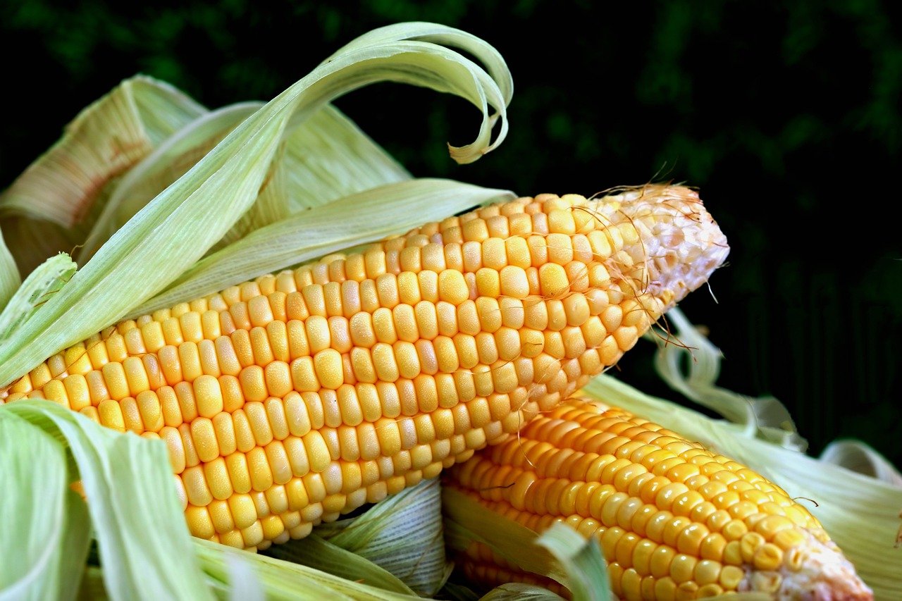 manfaat jagung