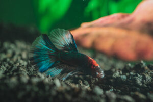 merawat ikan hias
