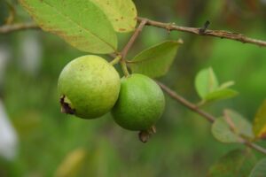 Jambu biji