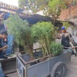 Penggerebekan Kebun Ganja di Cengkareng, Warga Tidak Menyangka Aktivitas Ilegal di Lingkungan Mereka