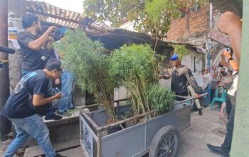 Penggerebekan Kebun Ganja di Cengkareng, Warga Tidak Menyangka Aktivitas Ilegal di Lingkungan Mereka