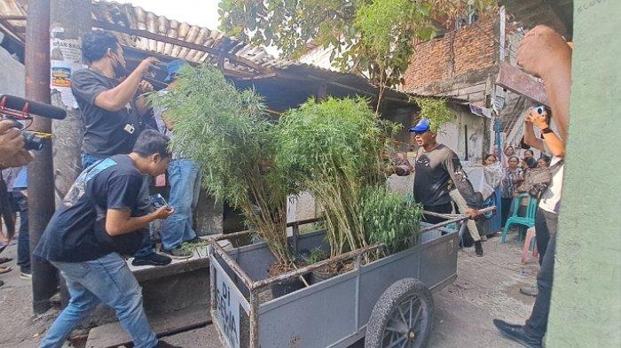 Penggerebekan Kebun Ganja di Cengkareng, Warga Tidak Menyangka Aktivitas Ilegal di Lingkungan Mereka