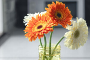Bunga Gerbera